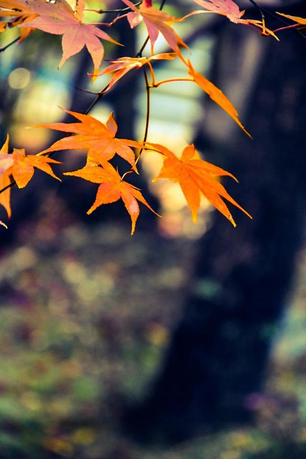 京都有客 Esterno foto