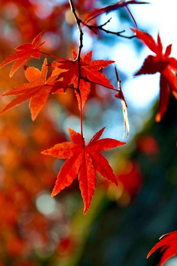 京都有客 Esterno foto